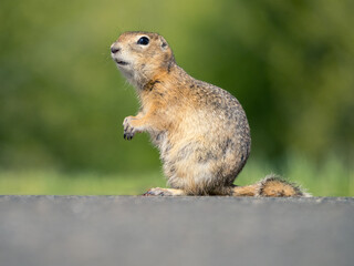 A prairie dog standing on its hind legs on a highway. Road safety of animals