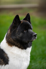 portrait of cute american akita in summer park
