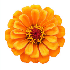 Close up of a vibrant orange zinnia flower isolated on a transparent background