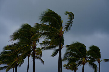 Windswept palm trees under a stormy sky