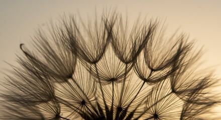Obraz premium Close-up of Dandelion Seed Head Against Soft Sky