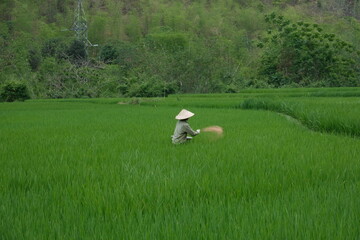 Vietnamienne jetant de l'engrais &agrave; la main dans la rizi&egrave;re