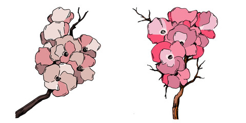 Cherry blossom vector. Pink sakura flower background. Cherry blossom flower blooming vector. Cherry blossom branch with sakura flower. Sakura on white background.