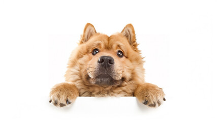 Obraz premium A charming chow chow dog rests its paws on a blank surface, radiating warmth and friendliness. Its distinctive fluffy fur and curious eyes draw you in.