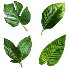 Vibrant Green Tropical Foliage On White Background