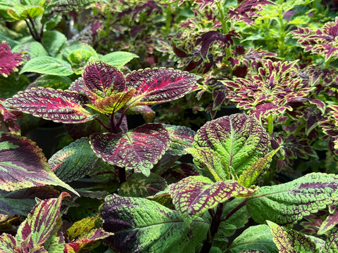 Coleus garden plant spurflower, flybush, hedgehog flower and hullwort 