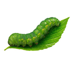 Naklejka premium Vibrant Caterpillar on Leaf: A captivating close-up view of a vivid green caterpillar gracefully resting on a lush green leaf, showcasing the wonders of nature and the beauty of wildlife.