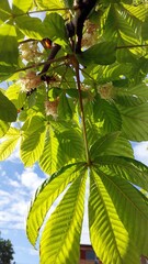 Spring Blossoms Create a Vibrant Display on Chestnut Tree Branches Under Clear Blue Sky