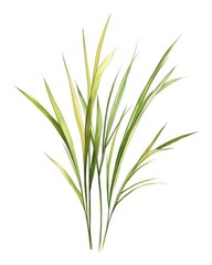 Obraz premium Watercolor painting of slender, green and yellow grass blades