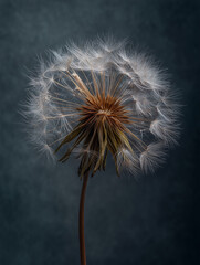 Fototapeta premium Closeup of a Dandelion Seed Head Against a Dark Grey Background