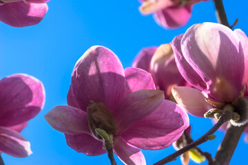 Różowe kwiaty magnolii (Magnolia spp.) z dużymi, żywymi płatkami uchwycone na tle czystego, błękitnego nieba. Światło słoneczne wzmacnia ich żywe różowe odcienie i podkreśla gładką fakturę płatków.