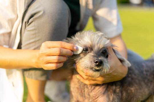 Pet care worker taking care of her cute dog use a cotton pad to wipe your eyes. Hands woman pet owner cleaning eye an old dog on green grass in park. Groomer cleaning the procedure for clean animal.