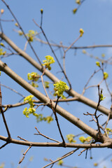 Norway maple