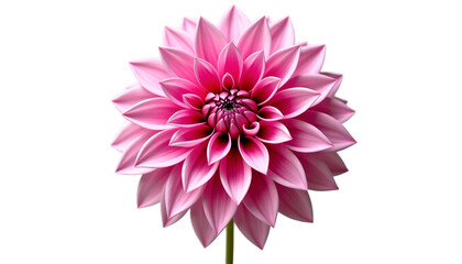 Fototapeta premium Flower Dahlia Blooming Pink Petals Isolated On