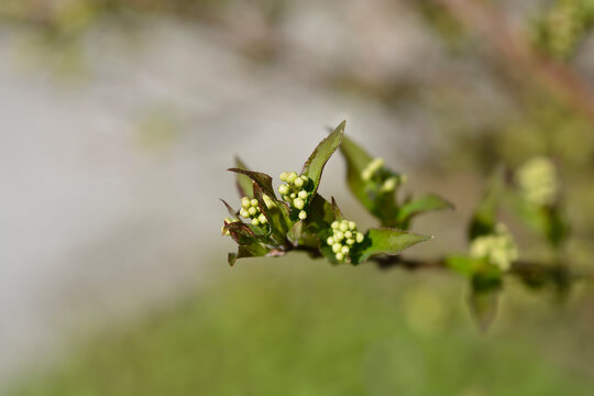 Lemoine Deutzia branch in the spring - Latin name - Deutzia x lemoinei