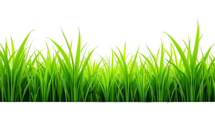 Obraz premium Grass Covered Paddy Field In Agriculture Landscape