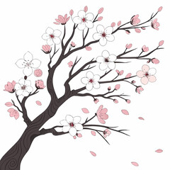 Delicate pink and white cherry blossoms branch