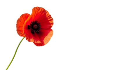 Red Petal Close-Up Of Flowering Plant