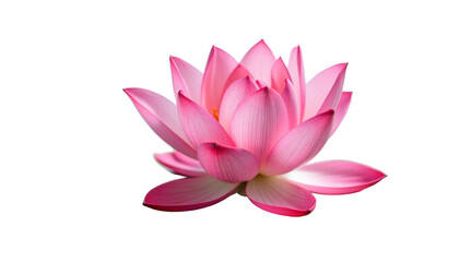 Flower Stock Photo