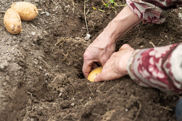 Close-up of farmer's hands planting potato tubers in soil in organic field. Garden work in spring. Traditional agriculture.