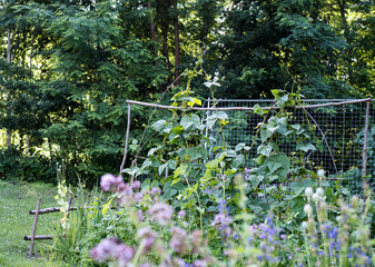 Willow pole support for climbing beans and metal trellis for cucumbers in a vegetable garden. In the foreground: oregano (Origanum vulgare) and hyssop (Hyssopus officinalis).