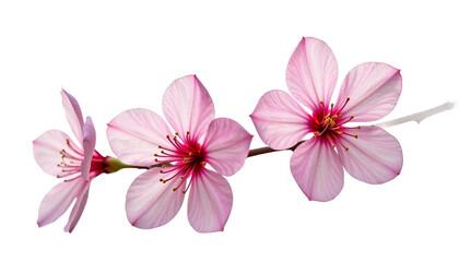 Obraz premium Flower Blossom Bouquet On White Background
