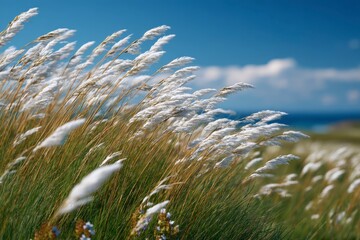 Gentle Breeze Swaying Tall Grasses Under Blue Sky and White Clouds