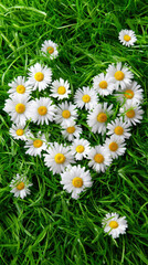Fototapeta premium heart shape made from white daisies lies delicately on vibrant green grass, symbolizing love, purity, and the freshness of nature in springtime