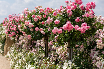 Fototapeta premium Blooming pink and white rose bushes adding beauty to garden landscape