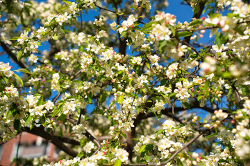 Blossoming white flowers on a tree under a bright blue sky in springtime