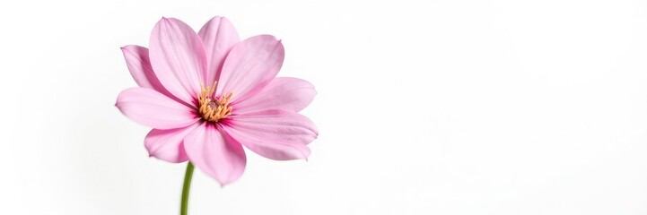 Obraz premium Delicate pink flower isolated on white background, nature, bloom