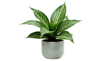 Plant Stem Cuttings Of Aglaonema Stripes Houseplant