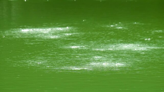 Close-up shot of bubbles forming on still lake water. Gentle disturbances spread across the surface. Concept of ecosystem, purity, and natural water activity