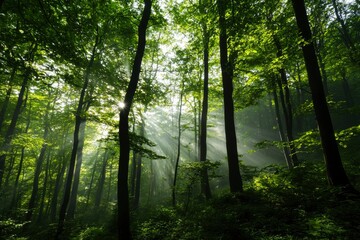 Obraz premium Sunbeams through misty forest