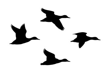Flying ducks silhouette vector image illustration