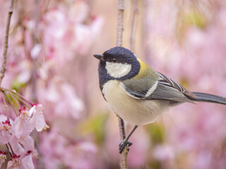桜とシジュウカラ