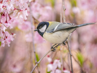 桜とシジュウカラ