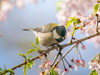 桜とシジュウカラ