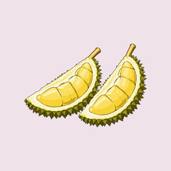 vector illustration of a split durian fruit