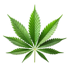 cannabis leaf isolated on transparent background