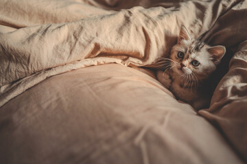 Adorable kitten with blue eyes resting on a soft beige blanket, surrounded by natural folds and bathed in warm morning light, evoking comfort and tenderness