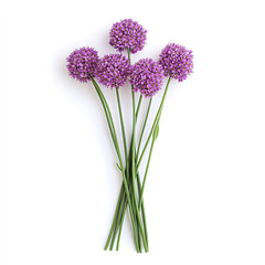 Beautiful purple allium flowers arranged in bouquet