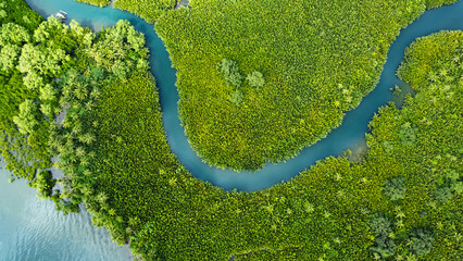 winding river in jungle, tropical landscape aerial view