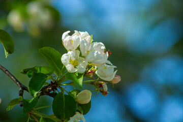 Close-up of blossoming apple tree in spring against soft bokeh background.