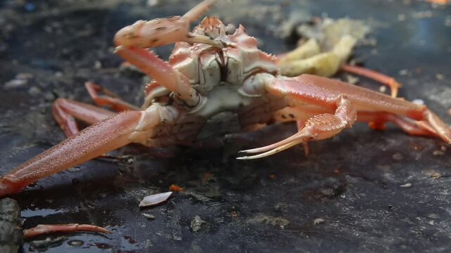 Korean fishery &ndash; Yeongdeok snow crab harvesting
한국의 어업 &ndash; 영덕 대게 잡이