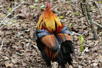 Rear view of a Male Chicken flapping its wings – Red Junglefowl (Gallus gallus). Domesticated Chicken’s wild ancestor. Note vibrant plumage showing it is a male, and the glorious, gorgeous feathers.