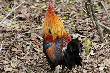 Rear view of a Male Chicken flapping its wings – Red Junglefowl (Gallus gallus). Domesticated Chicken’s wild ancestor. Note vibrant plumage showing it is a male, and the glorious, gorgeous feathers.