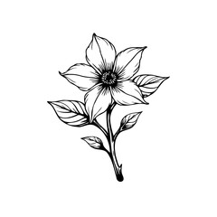 Elegant botanical illustration: A delicately drawn flower with detailed leaves