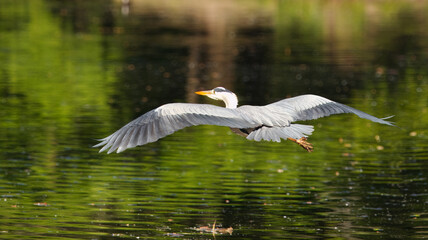 Beautiful grey heron, ardea cinerea flying above a calm serene lake, reflecting lush greenery under natural light. The peaceful scene conveys tranquility and beauty of wildlife in its natural habitat.