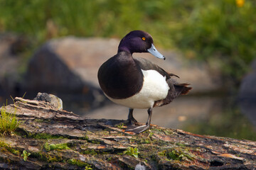 Tufted male duck or Tufted Pochard, Aythya Fuligula resting on a fallen tree trunk surrounded by lush greenery and calm waters, showcasing its distinct black and white plumage with a vivid yellow eye.